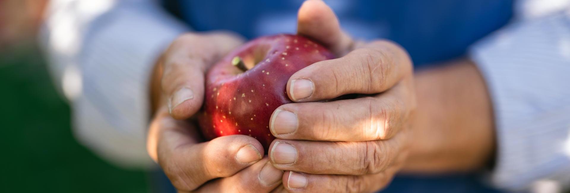 An apple farmer during the harvest, holding a fresh apple in hand.