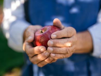 An apple farmer during the harvest, holding a fresh apple in hand.