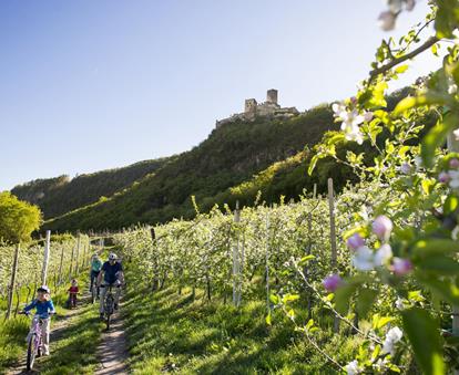 A family of four rides bicycles in spring through a blooming apple orchard, with a castle in the background.