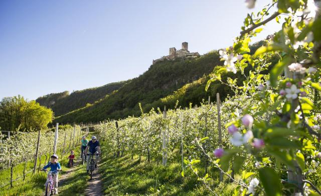 A family of four rides bicycles in spring through a blooming apple orchard, with a castle in the background.