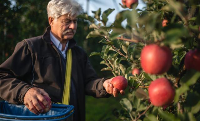 A farmer picking apples in the apple orchard.