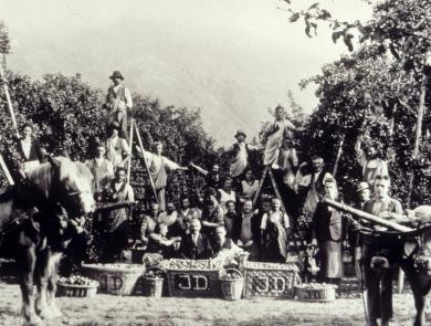 Historic photo of the apple farmers' work with farm animals like cows and horses