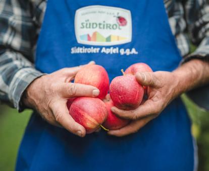 A farmer holds apples from a South Tyrolean apple variety in his hand, wearing a traditional blue apron with the Südtiroler Apfel g.g.A. logo.