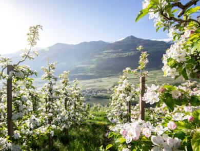 Apple orchard in spring, blooming trees, blue sky, green landscape, and snow-covered mountains in the background.