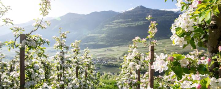 Apple orchard in spring, blooming trees, blue sky, green landscape, and snow-covered mountains in the background.