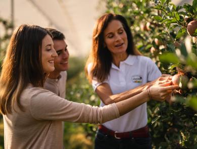 Apple tour: The apple farmer explains the variety of apples to visitors in the apple orchard of South Tyrol.