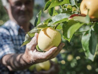 A farmer harvests a ripe South Tyrolean apple covered in raindrops.