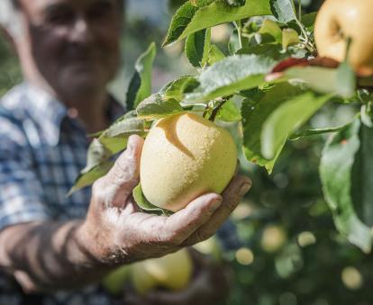 A farmer harvests a ripe South Tyrolean apple covered in raindrops.