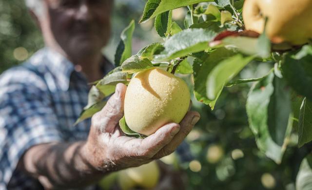 A farmer harvests a ripe South Tyrolean apple covered in raindrops.