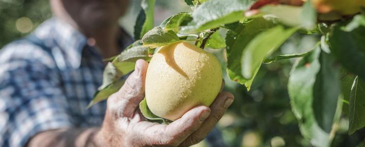 A farmer harvests a ripe South Tyrolean apple covered in raindrops.