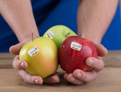 Three different varieties of Südtiroler Apfel PGI in a farmer's hand, with the Südtiroler Apfel PGI logo on the fruits.