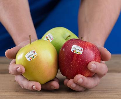 Three different varieties of Südtiroler Apfel PGI in a farmer's hand, with the Südtiroler Apfel PGI logo on the fruits.