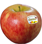 Photo of the apple variety Elstar apple