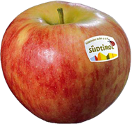 Photo of the apple variety Elstar apple