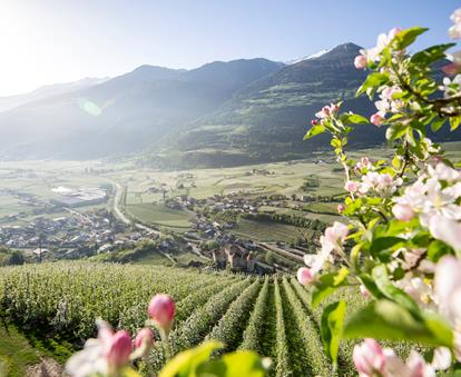 A spring apple orchard in bloom, with blue sky, a castle, and snow-capped mountains in the background.