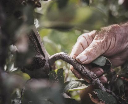 A farmer inspects a branch of an apple tree in South Tyrol.