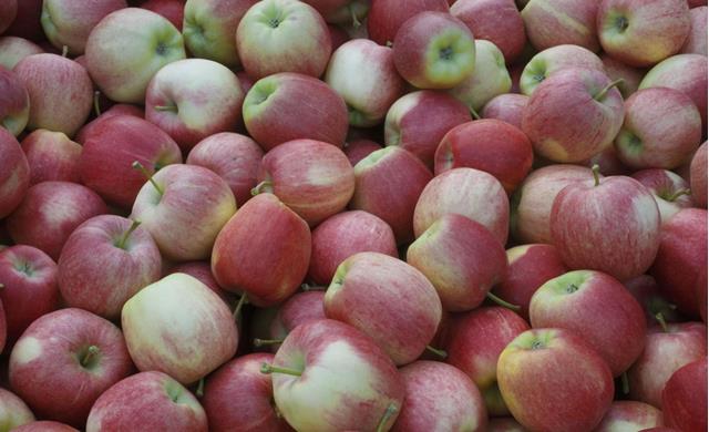 A crate of freshly harvested apples from the orchard.