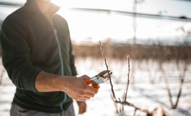 Apple farmer pruning an apple tree in the orchard during winter.