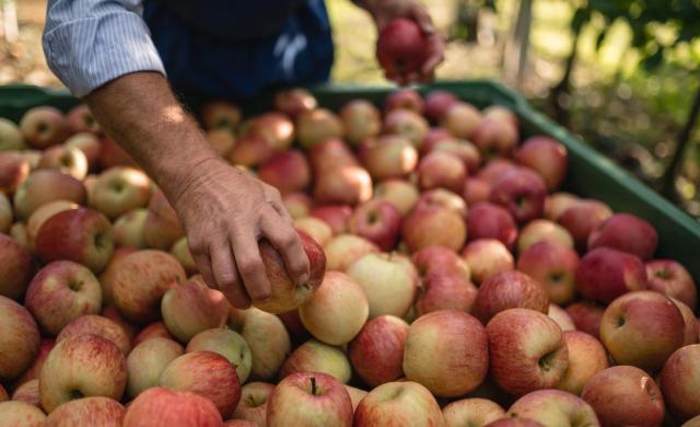 A crate full of freshly harvested apples from South Tyrol.