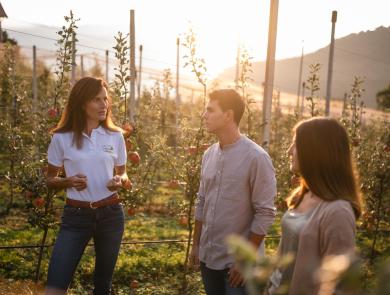 The apple farmer shows visitors the work in the apple orchards during a guided tour in South Tyrol.