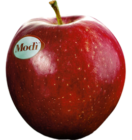 Photo of the apple variety Modi