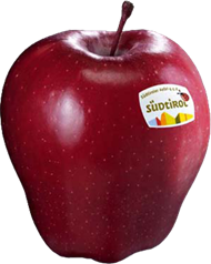 Photo of the apple variety Red Delicious