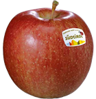 Photo of the apple variety Braeburn Apfel