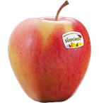 Photo of the apple variety Pinova