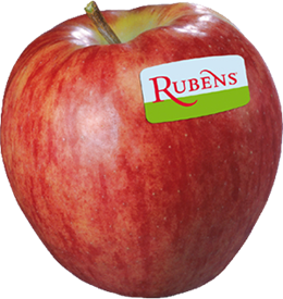 Photo of the apple variety Rubens