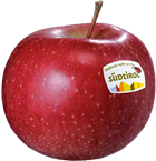 Photo of the apple variety Morgenduft