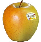 Photo of the apple variety Golden Delicious