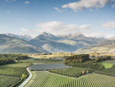 The land of apples - panoramic view of green apple orchards, with hills and mountains in the background in South Tyrol.