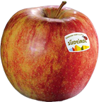 Photo of the apple variety Jonagold