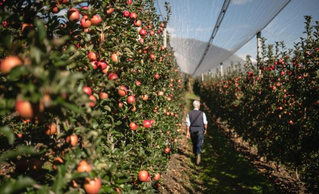 Farmer checks the quality of apples in the apple orchard.