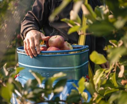 A farmer harvesting apples in the orchard.